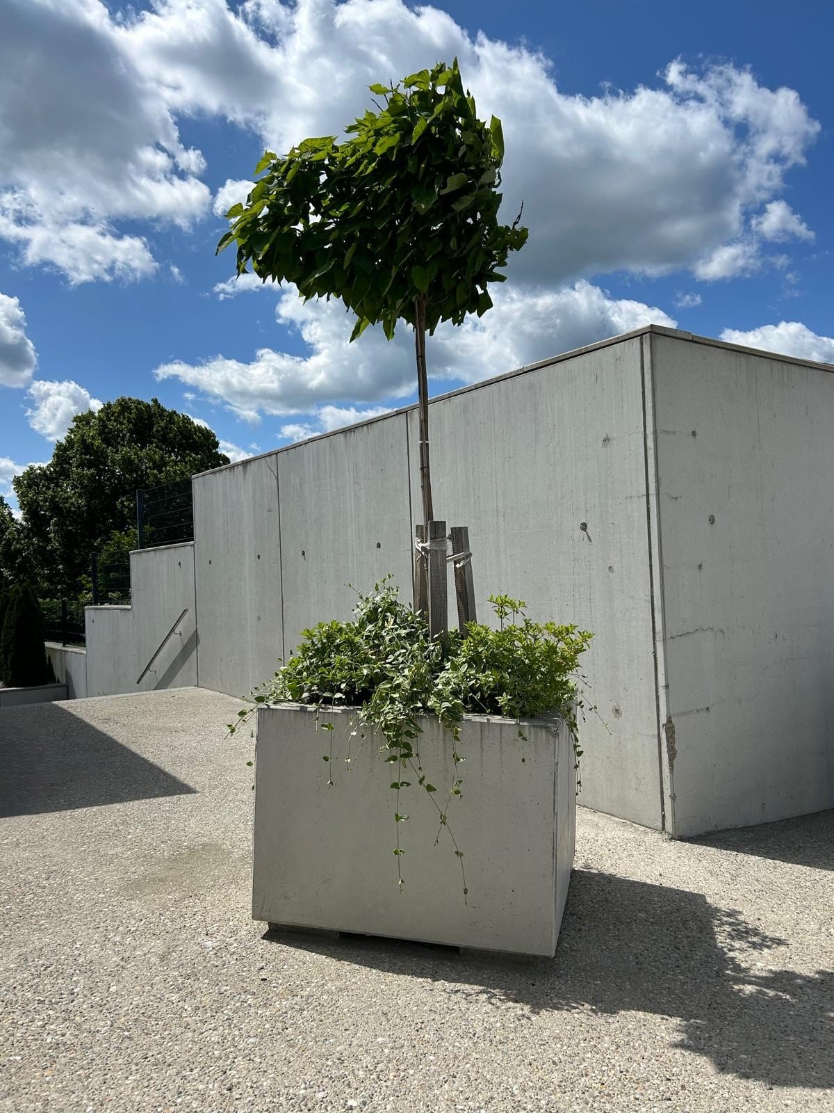 Blumentröge 1 Blumentrog wo ein Baum Platz hat